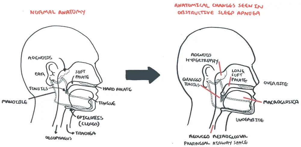 anatomical contribution