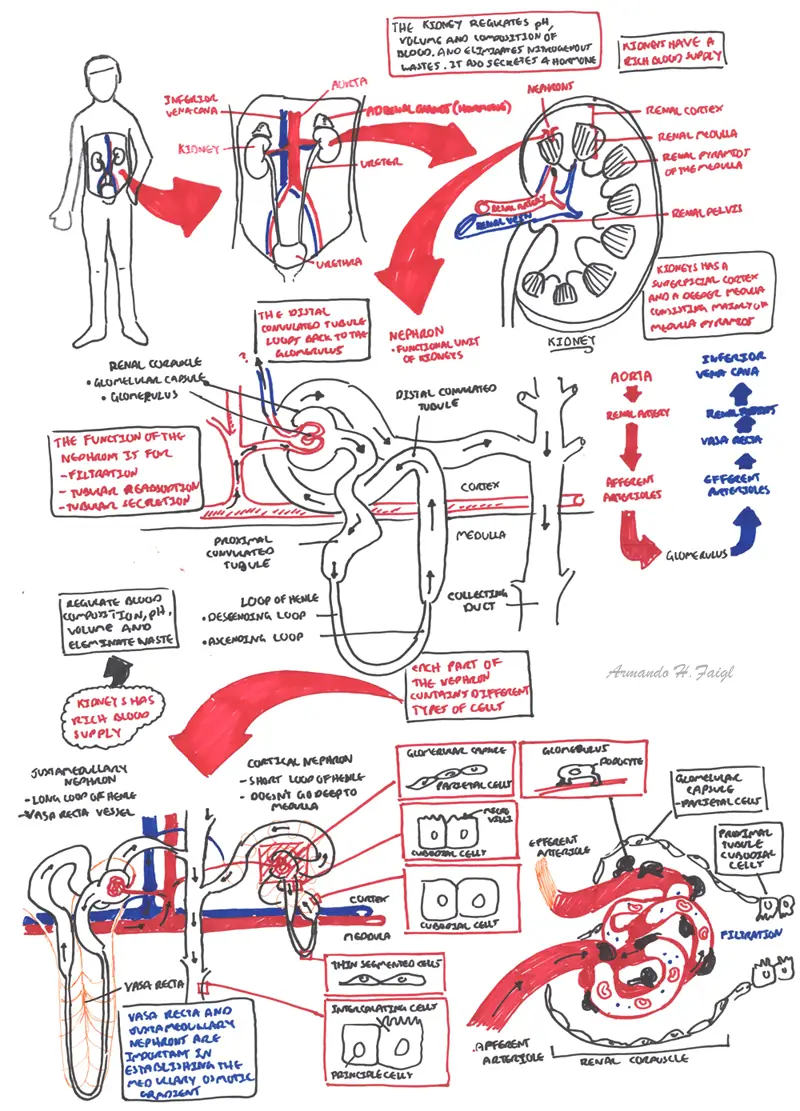 Nephrology - Overview