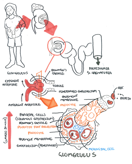 anatomy and physio