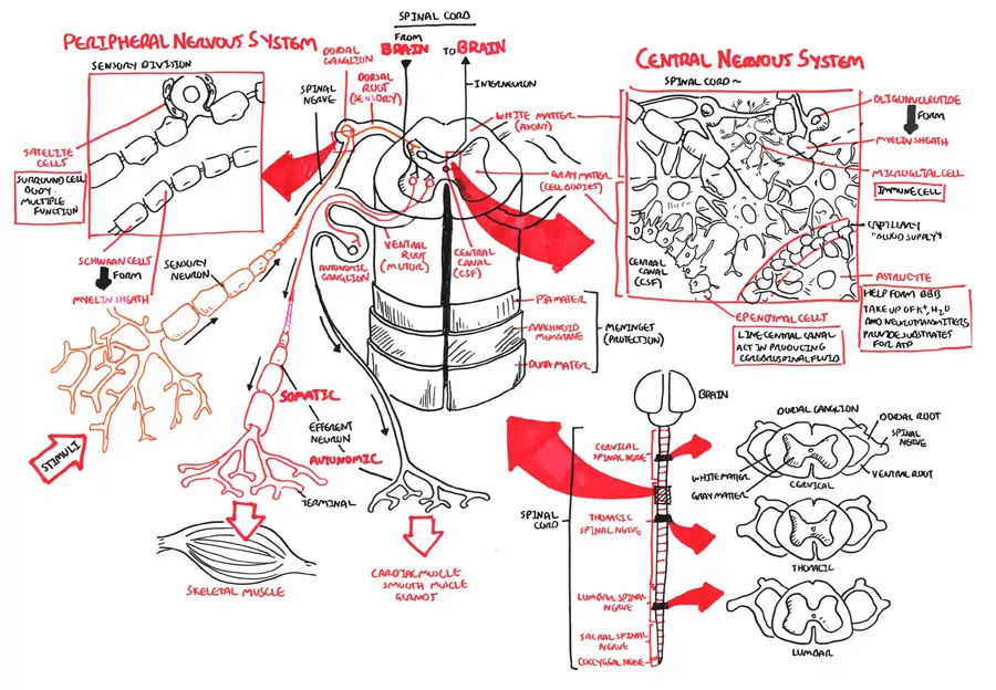 Neurology - Spinal cord and Glial cells