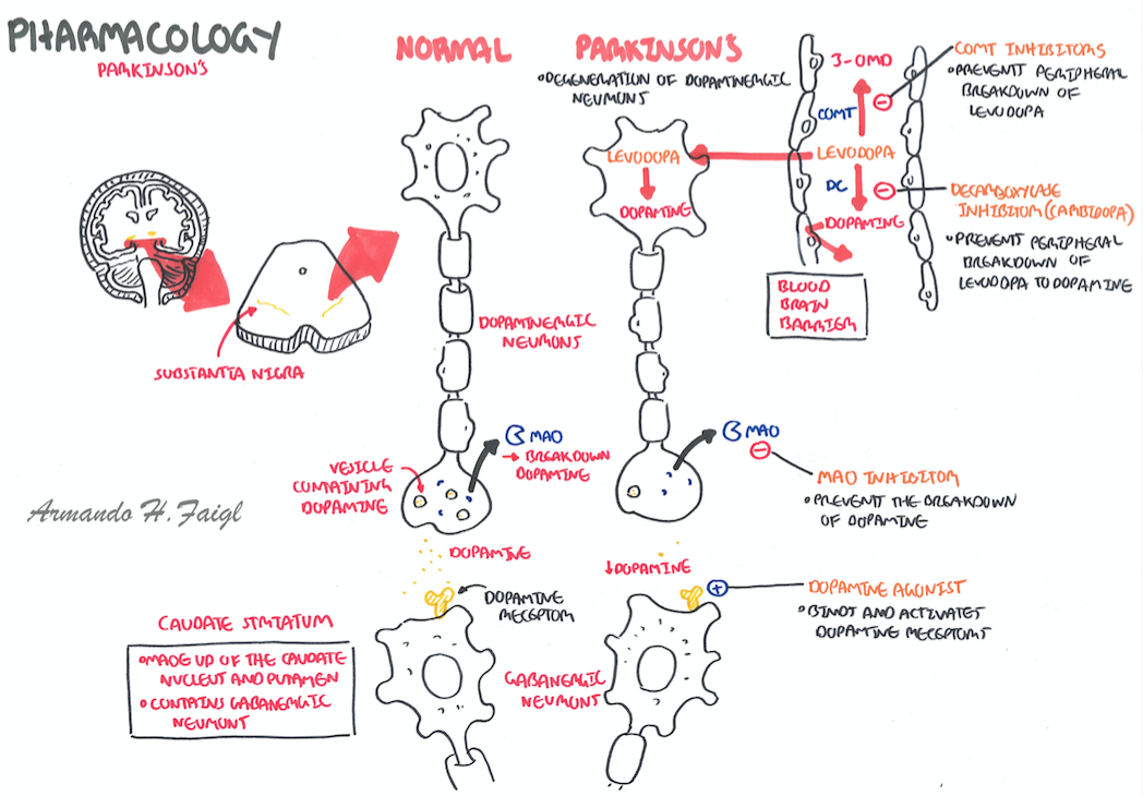 Parkinson's Disease - Armando Hasudungan