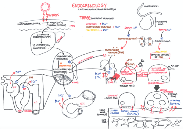 Hyperparathyroidism - Armando Hasudungan