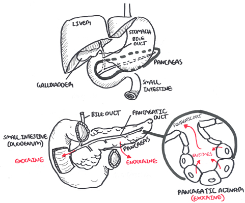 Acute Pancreatitis - Armando Hasudungan