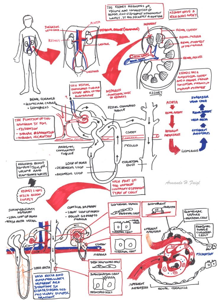 Polycystic Kidney Disease | Armando Hasudungan