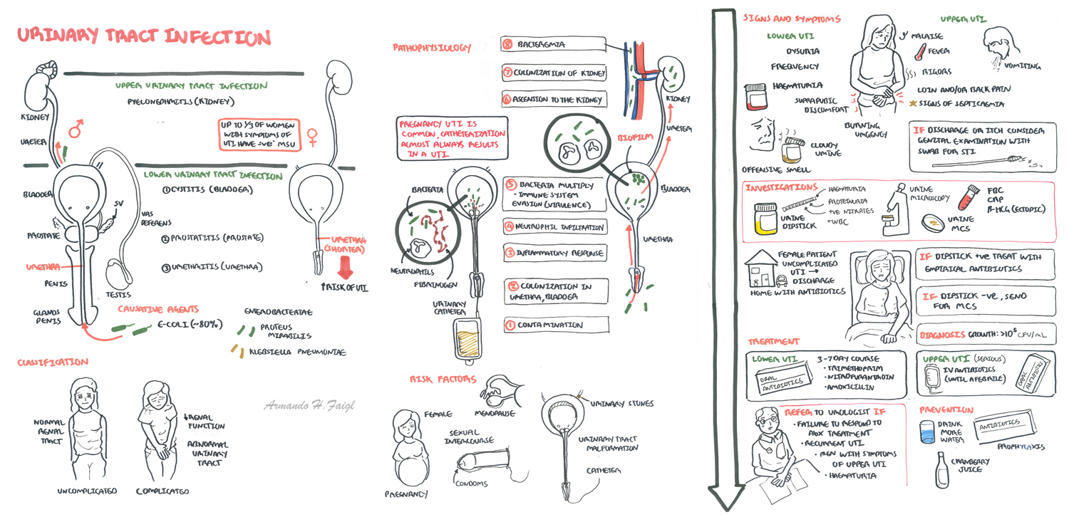 urinary tract infection pathophysiology diagram