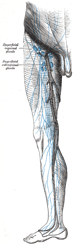Anatomical illustration showing the distribution of the superficial inguinal lymph nodes.