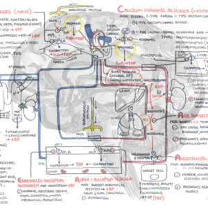 Detailed pharmacology Antihypertensives Diagram thumbnail