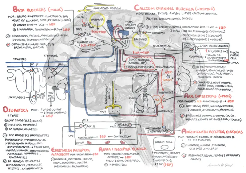Detailed pharmacology Antihypertensives Diagram thumbnail