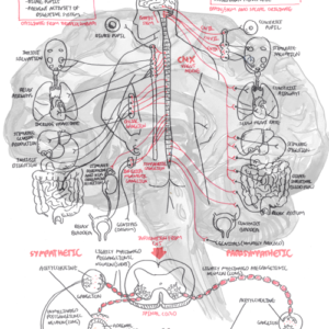 Autonomic Nervous System - Personal use