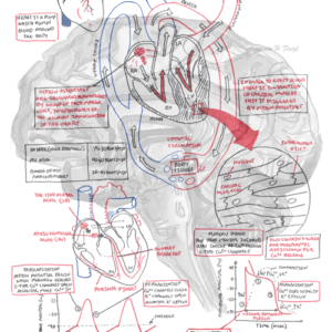 Heart Physiology - Personal use