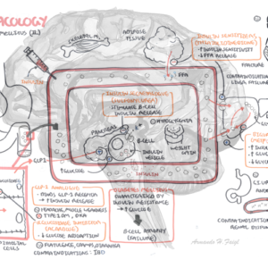Diabetes Pharmacology - Personal use