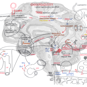 Calcium and Phosphate Regulation - Personal use
