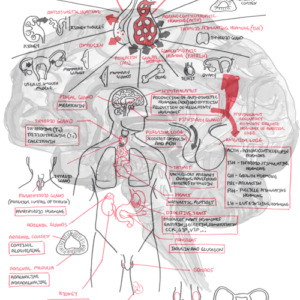 Endocrinology Overview - Personal use