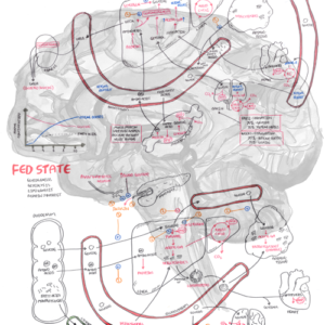 Fed and Fasted State - Personal use