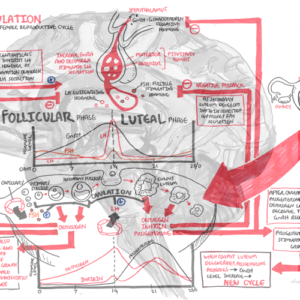 Female Menstrual Cycle - Personal use