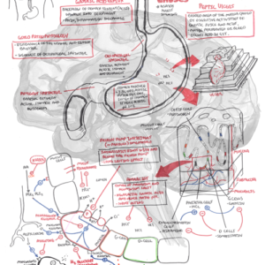 Gastric Physiology - Personal use