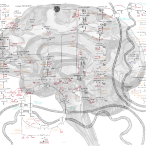 Human Metabolism Map - Personal use
