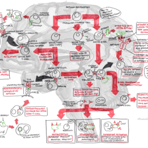 Immunology - Adaptive Immune System - Personal use