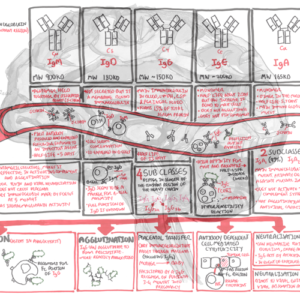 Immunology - Antibodies Function - Personal use