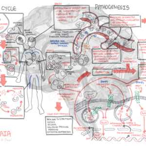 Malaria Pathophysiology - Personal use