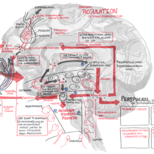 Male Hormone Regulation and Spermatogenesis - Personal use