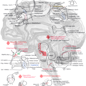 Nasal Cavity Anatomy - Personal use