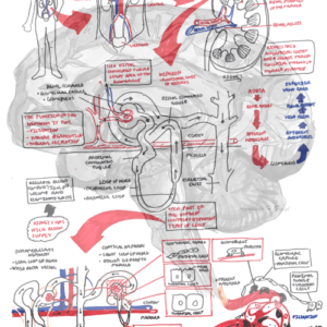 Nephrology Overview - Personal use