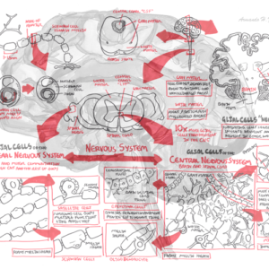 Neurology - Glial Cells - Personal use