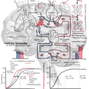 Oxyhaemoglobin Dissociation Curve - Personal use