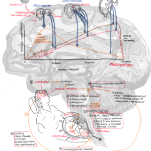 Parturition Physiology - Personal use