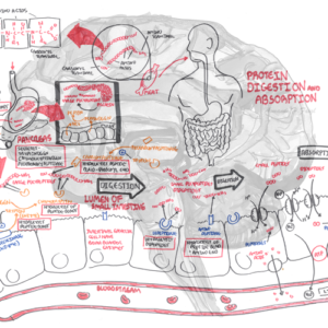 Protein Digestion and Absorption - Personal use
