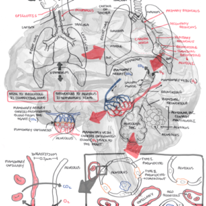 Pulmonary System Overview - Personal use