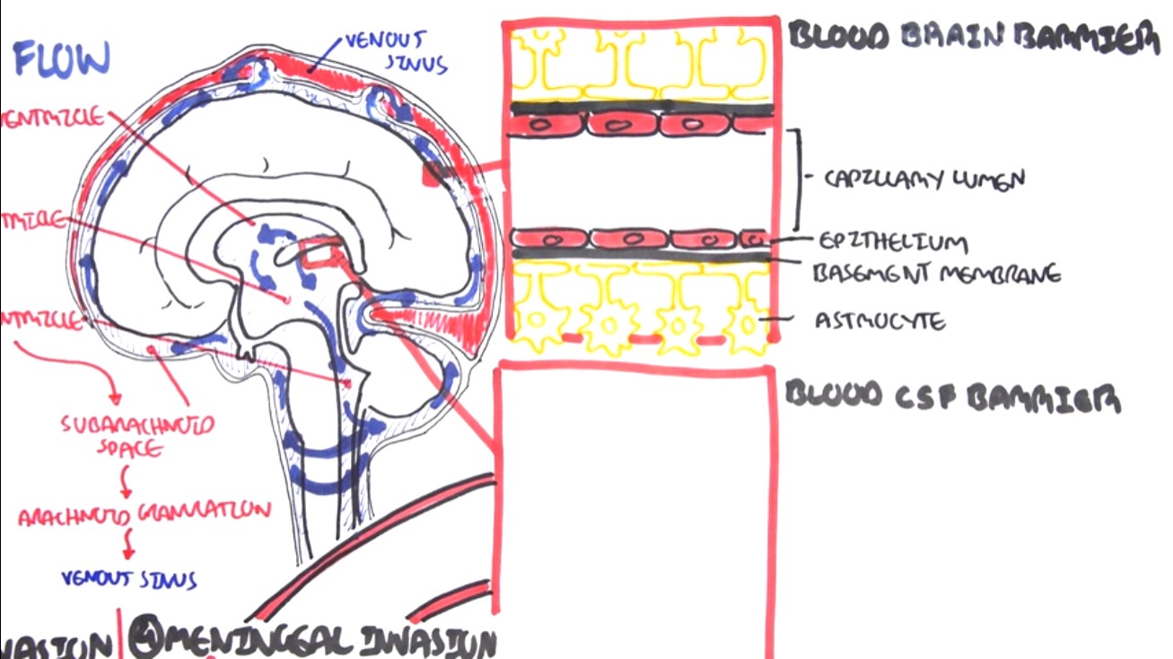 (Bacterial) Meningitis Pathophysiology