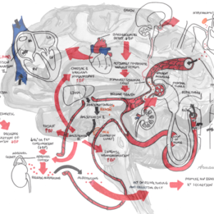 Regulation of Blood Pressure - Personal use