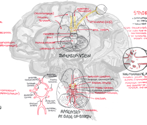 Brain Anatomy Overview - Personal use