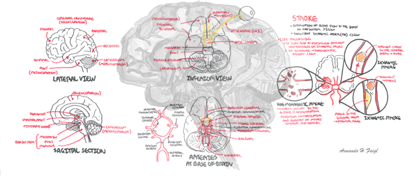 Brain Anatomy Overview Armando Hasudungan