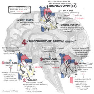 Cardiac Output Physiology - Personal use