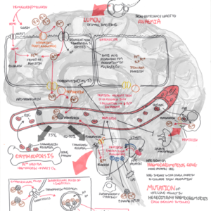 Iron Physiology - Personal use