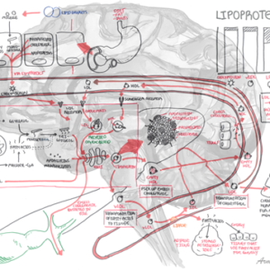 Lipoproteins and Cholesterol Physiology - Personal use