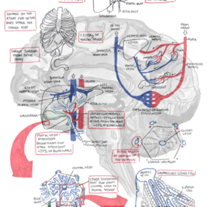 Liver Anatomy - Personal use