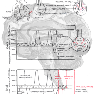 Lung Function - Personal use