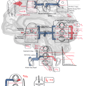 Ventilation and Perfusion (V/Q) Physiology - Personal use