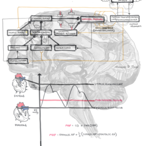 Relationship between CO, MAP and cardiovascular/vasomotor response - Personal use
