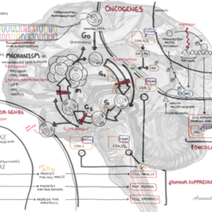 Oncogenetics - mechanism of cancer - Personal use