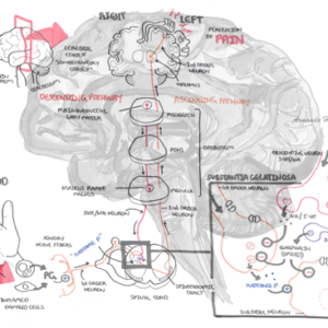 Pain Pathway - Personal use