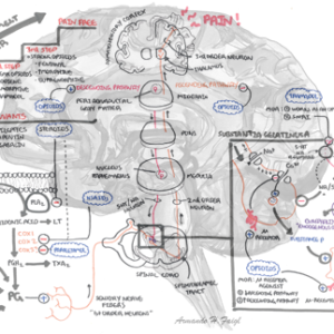 Pharmacology - Pain Management - Personal use