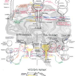Physiology of Micturition - Personal use