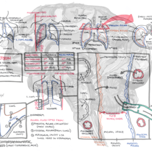 Clinical Anatomy - Pleura - Personal use