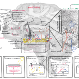 Skin Anatomy and Physiology - Personal use