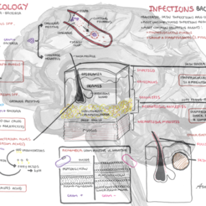 Skin Microbiology and Bacterial Infection - Personal use